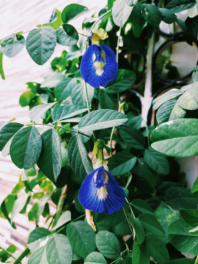 unsplash_W_KMXbkP-ds_Butterfly Pea.jpg.webp