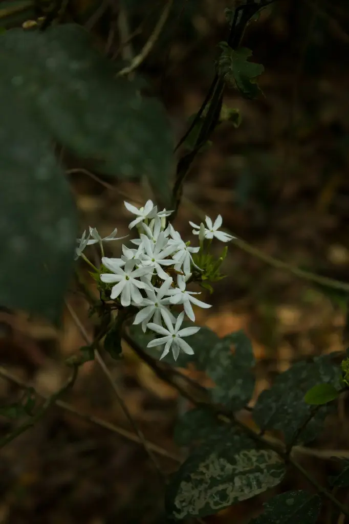 unsplash_fn_t-J-WKHA_Jasmine Star Jasmine.jpg.webp