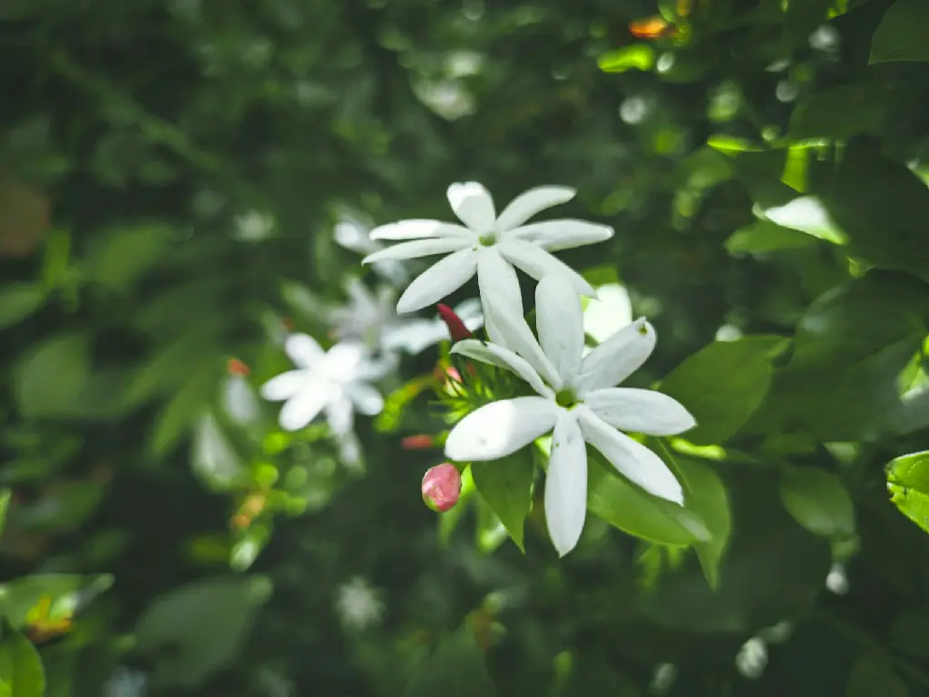 unsplash_aeFWbauT8cE_Jasmine Star Jasmine.jpg.jpg.webp