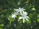 unsplash_aeFWbauT8cE_Jasmine Star Jasmine.jpg.jpg.webp