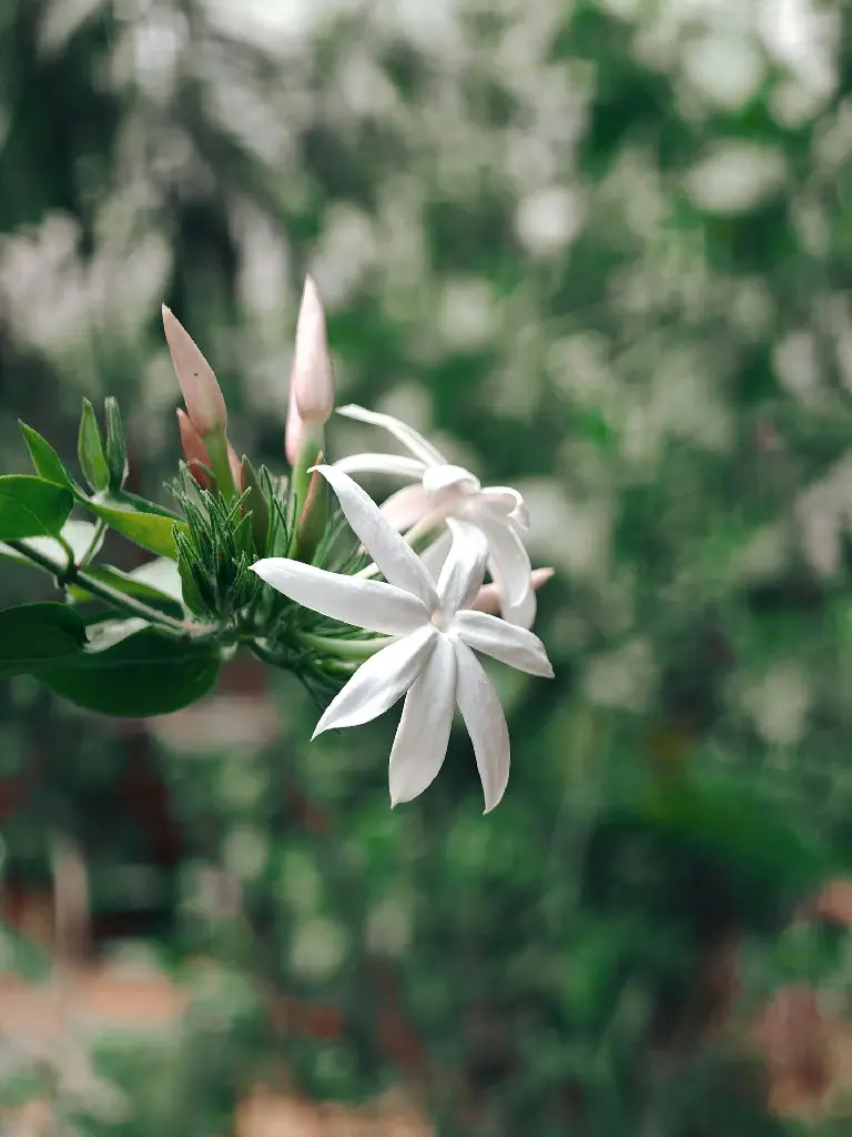 unsplash_vE1TRu5v93o_Jasmine Star Jasmine.jpg.jpg.jpg.webp