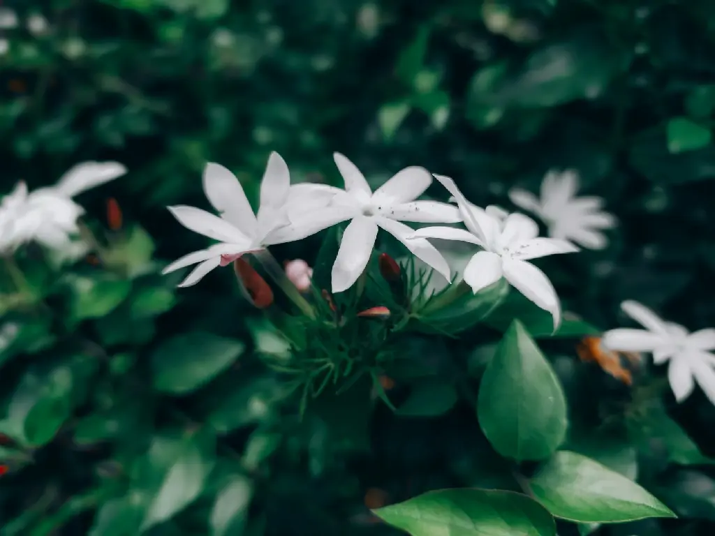 unsplash_qUS0DhkwXBU_Jasmine Star Jasmine.jpg.jpg.jpg.jpg.webp