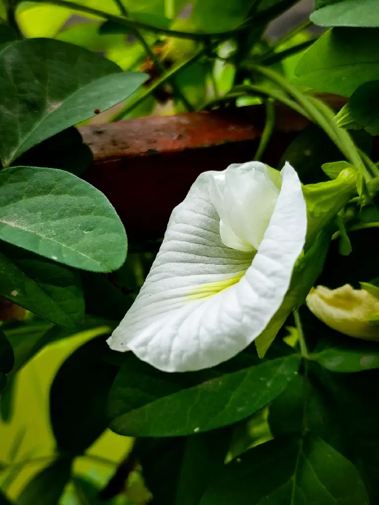 unsplash_Ae5nSgeLB2A_Butterfly Pea Plant Seeds White.jpg.jpg.jpg.jpg.webp