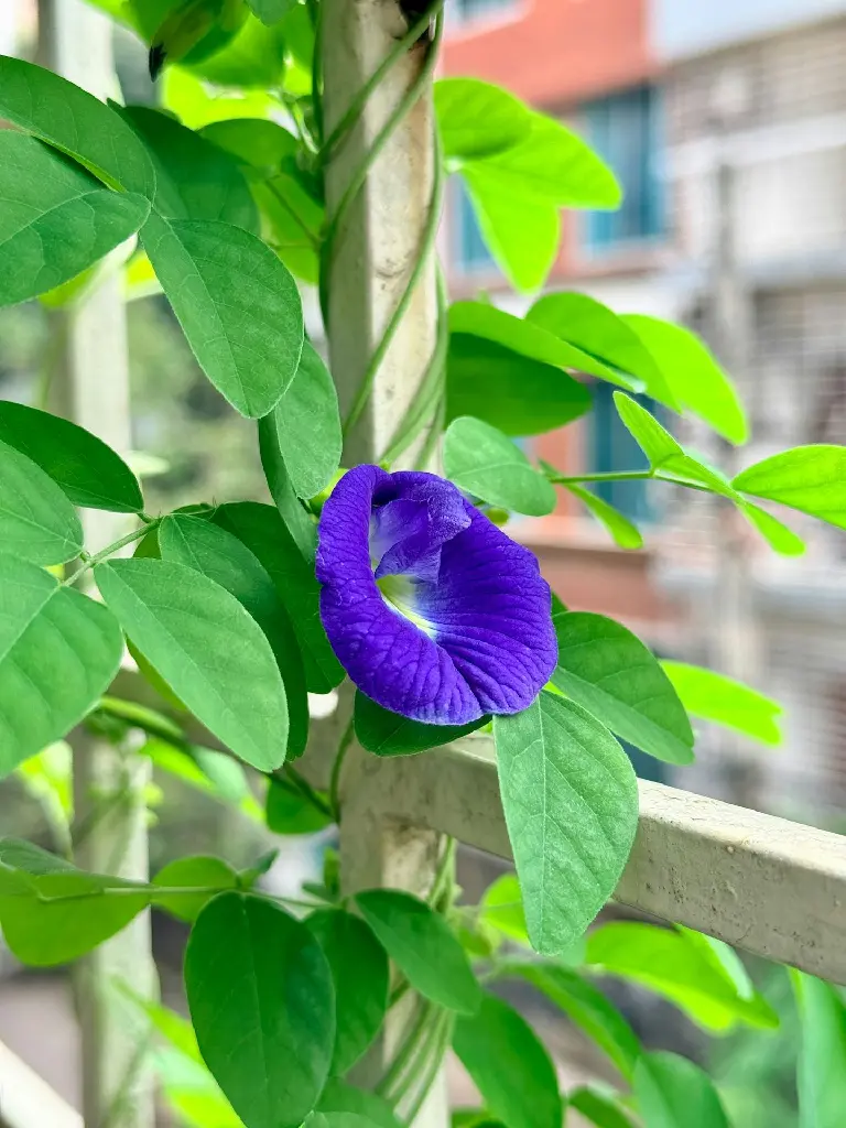 unsplash_23xEjpb5rB4_Butterfly Pea.webp