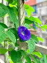 unsplash_23xEjpb5rB4_Butterfly Pea.webp