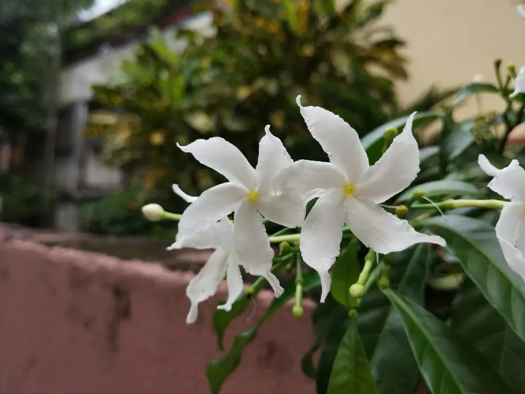 unsplash_ZjGMCamea3A_indian jasmine.jpg.webp