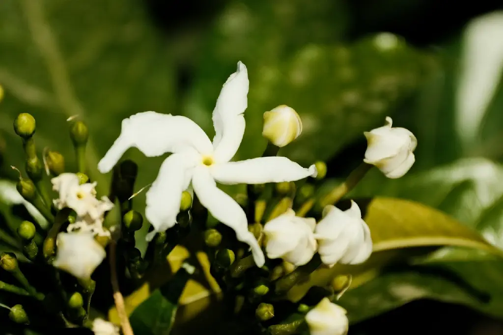 Jasmine (Indian Jasmine)
