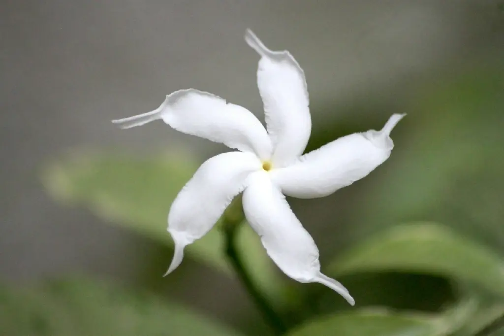unsplash_M2UtS-Jyk1s_indian jasmine.jpg.jpg.jpg.webp