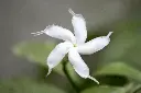 unsplash_M2UtS-Jyk1s_indian jasmine.jpg.jpg.jpg.webp