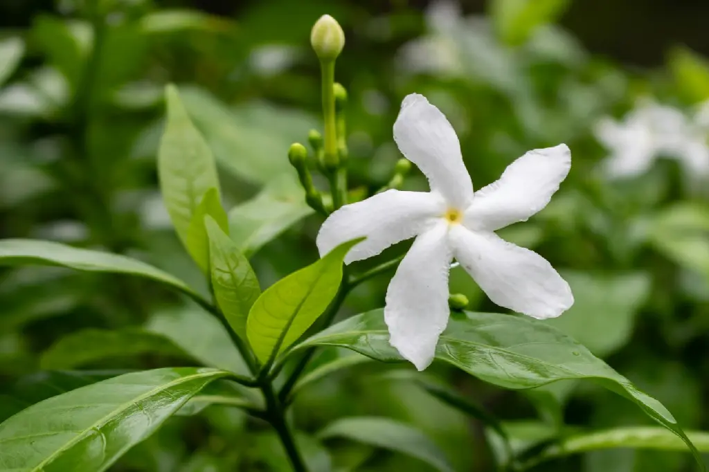 unsplash_q4uCrl4_E-s_indian jasmine.jpg.jpg.jpg.jpg.webp