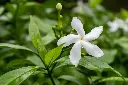 unsplash_q4uCrl4_E-s_indian jasmine.jpg.jpg.jpg.jpg.webp