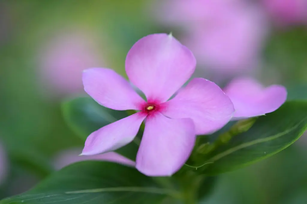 unsplash_fzqRBAnweno_Madagascar Periwinkle.webp