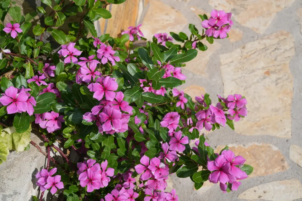 unsplash_k-FMiPs8rFs_Madagascar Periwinkle.jpg.webp