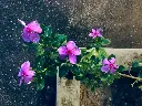 unsplash_rwGZ-t8ykJA_Madagascar Periwinkle.jpg.jpg.webp