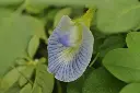 unsplash_9Z4PgUGC0_k_purple butterfly pea.jpg.jpg.webp