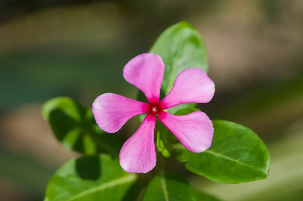 unsplash_CRvVx094aUA_Madagascar Periwinkle.jpg.jpg.jpg.jpg.webp