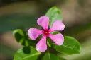 unsplash_CRvVx094aUA_Madagascar Periwinkle.jpg.jpg.jpg.jpg.webp