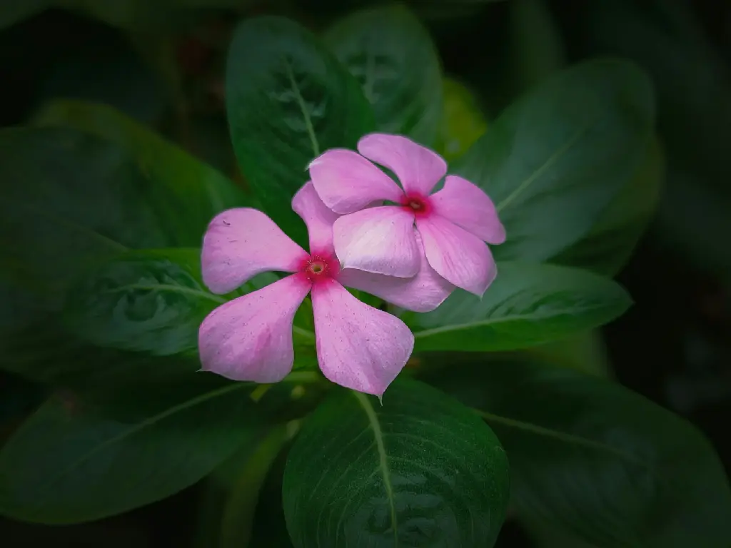 unsplash_hagl6pMy1-k_Madagascar Periwinkle.jpg.jpg.jpg.jpg.jpg.jpg.webp