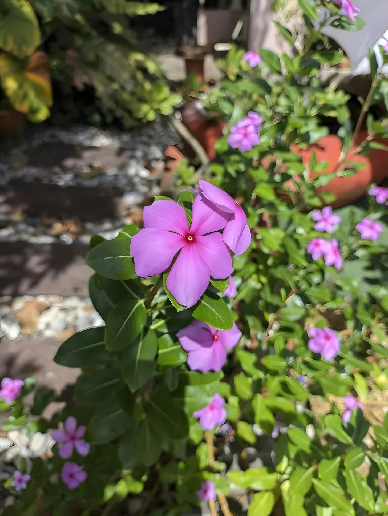 unsplash_FRe_W7E4m9Y_Madagascar Periwinkle.jpg.jpg.jpg.jpg.jpg.jpg.jpg.webp