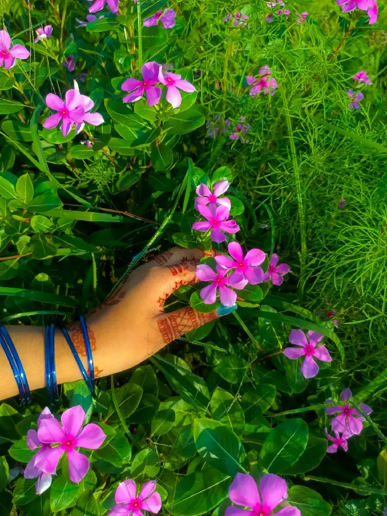 unsplash__MJZG5DZHIk_Madagascar Periwinkle.jpg.jpg.jpg.jpg.jpg.jpg.jpg.jpg.webp