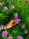 unsplash__MJZG5DZHIk_Madagascar Periwinkle.jpg.jpg.jpg.jpg.jpg.jpg.jpg.jpg.webp