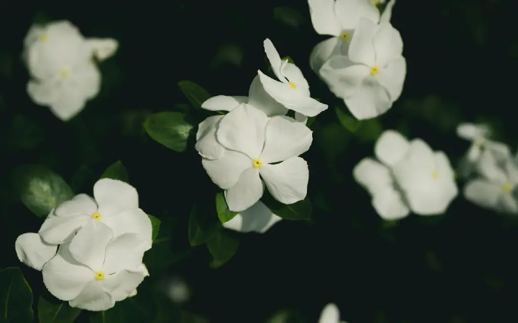 unsplash_cxMxbrAxWY8_vinca white flower.webp