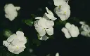 unsplash_cxMxbrAxWY8_vinca white flower.webp