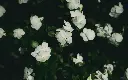 unsplash_kelJNxHlXN4_vinca white flower.jpg.webp