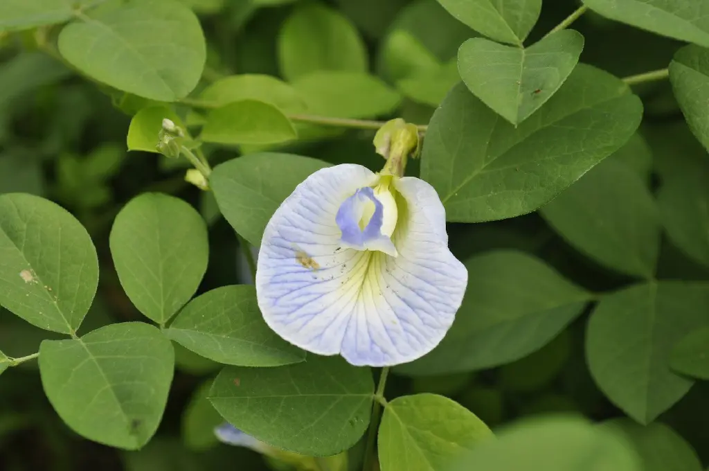 unsplash_DQ9iL-lD6Hw_purple butterfly pea.jpg.webp