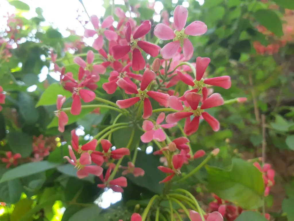 Rangoon Creeper | Madhumalti | Madhuri Lata Flower