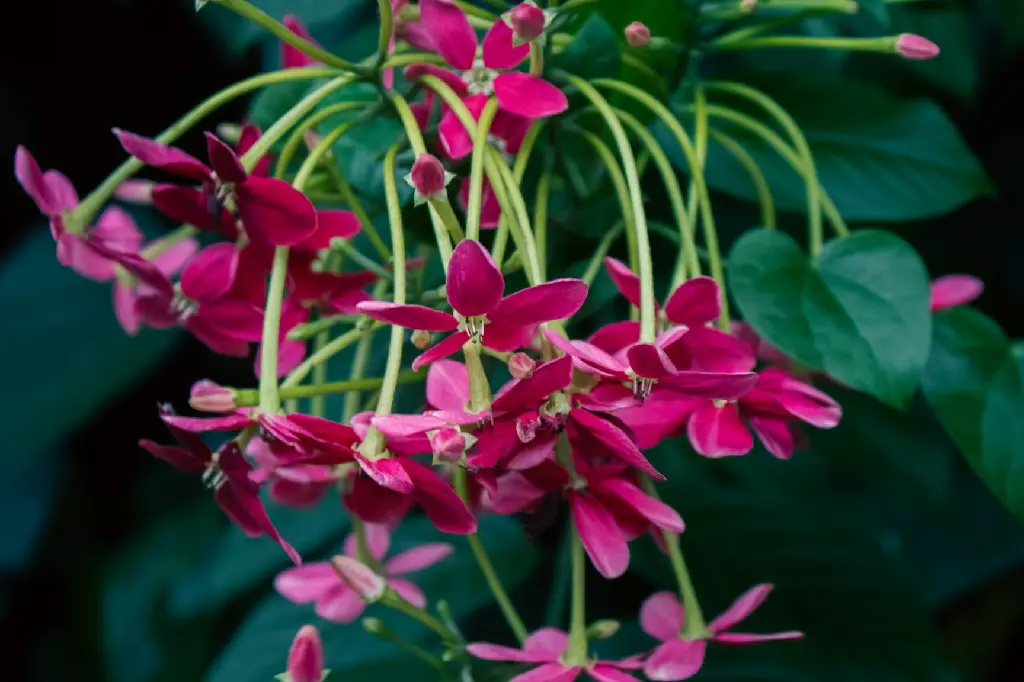 unsplash_Py2tv-w_3uY_rangoon creeper.webp