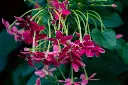 unsplash_Py2tv-w_3uY_rangoon creeper.webp