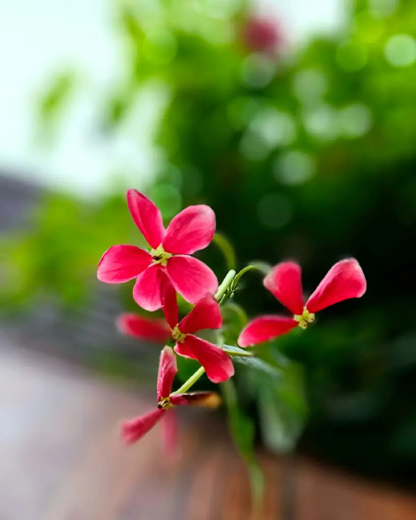 unsplash_jcLq5BeBTSg_rangoon creeper.webp