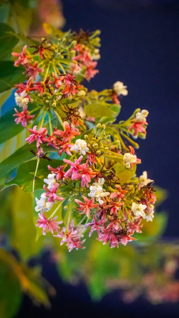unsplash_-GvFpJ8dtOE_rangoon creeper.jpg.webp