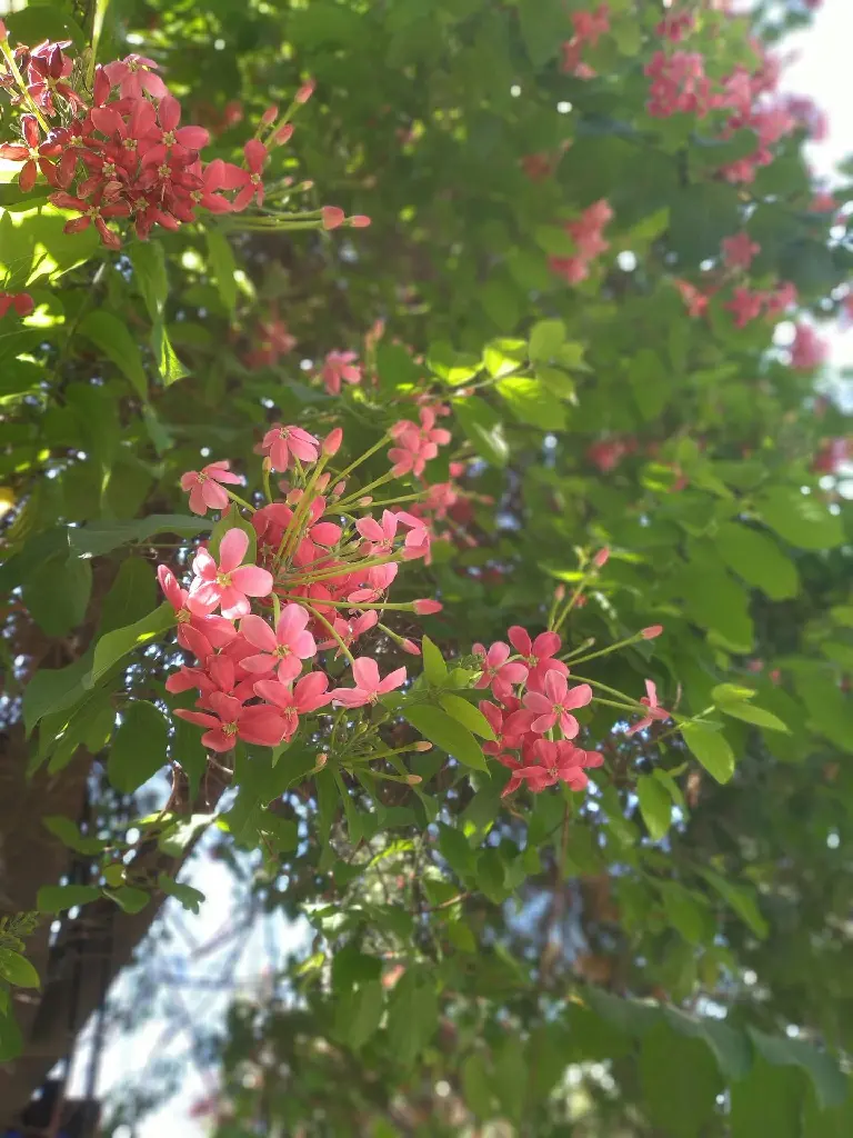 unsplash_05s0IrXieVk_rangoon creeper.jpg.jpg.webp