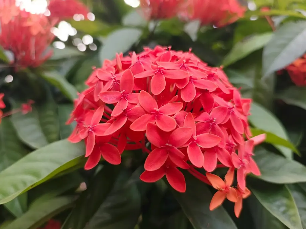 unsplash_Hlfsv0fKr7I_ixora.jpg.webp