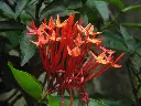unsplash_cdPAC5qyvDs_ixora.jpg.jpg.webp