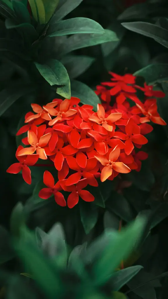 Ixora Plant | West Indian Jasmine (Red)