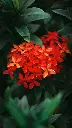 Ixora Plant | West Indian Jasmine (Red)