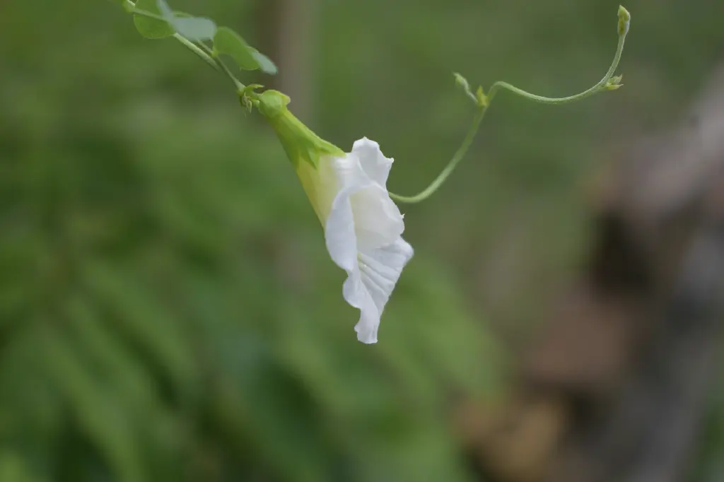 unsplash_7tkRaaKeHxk_white butterfly pea plant.jpg.jpg.jpg.webp