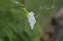 unsplash_7tkRaaKeHxk_white butterfly pea plant.jpg.jpg.jpg.webp