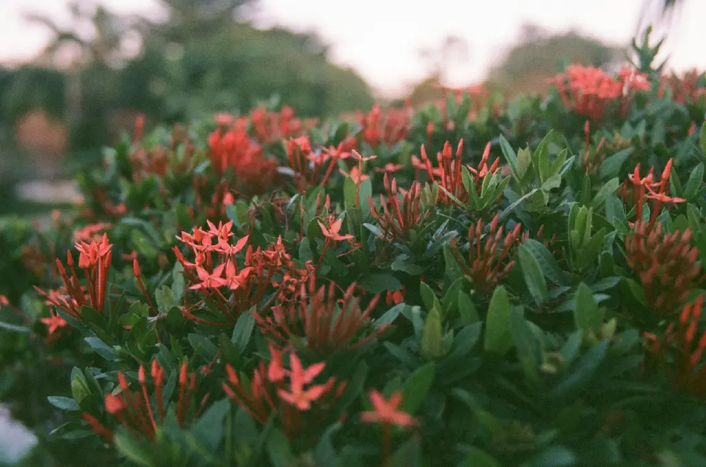 unsplash_wWvEKENWD1M_ixora.jpg.jpg.jpg.jpg.webp