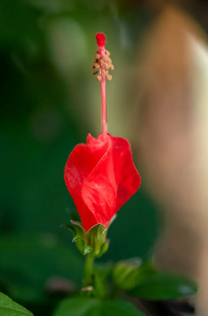 unsplash_IOULNpl_8tE_sleeping hibiscus.jpg.jpg.webp