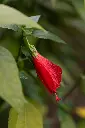 unsplash_G28W-7Mcwks_sleeping hibiscus.jpg.jpg.jpg.jpg.webp