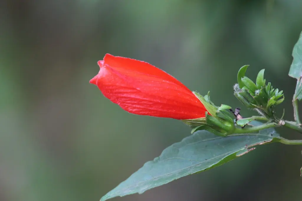 unsplash_UhJDyUSPNPQ_sleeping hibiscus.jpg.jpg.jpg.jpg.jpg.webp