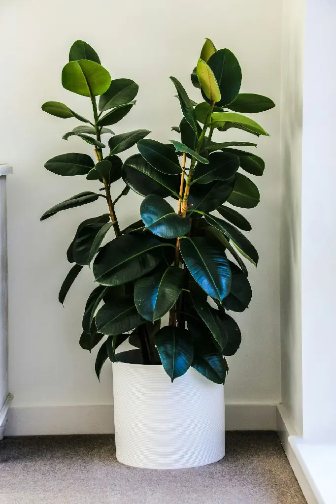 unsplash_GNdLc38zNjU_rubber plant.webp