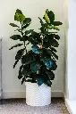 unsplash_GNdLc38zNjU_rubber plant.webp