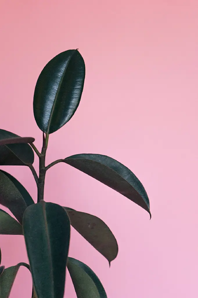 unsplash_BLBCj6dxaSE_rubber plant.jpg.webp