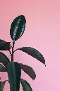 unsplash_BLBCj6dxaSE_rubber plant.jpg.webp