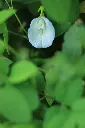 unsplash_K-jr0hUdIPc_white butterfly pea plant.jpg.jpg.webp